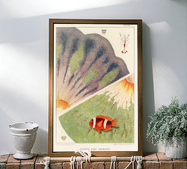 Vintage Illustration Wall Art - Great Barrier Reef Anemones, Plate II